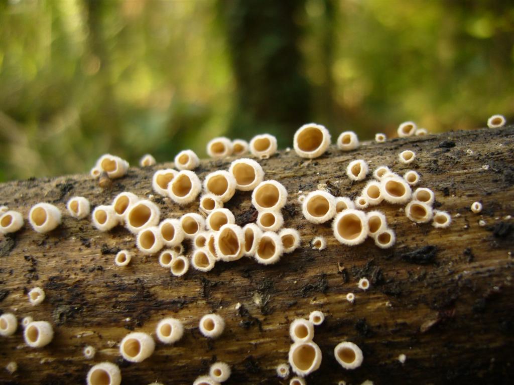 Un''idea di che fungo sia